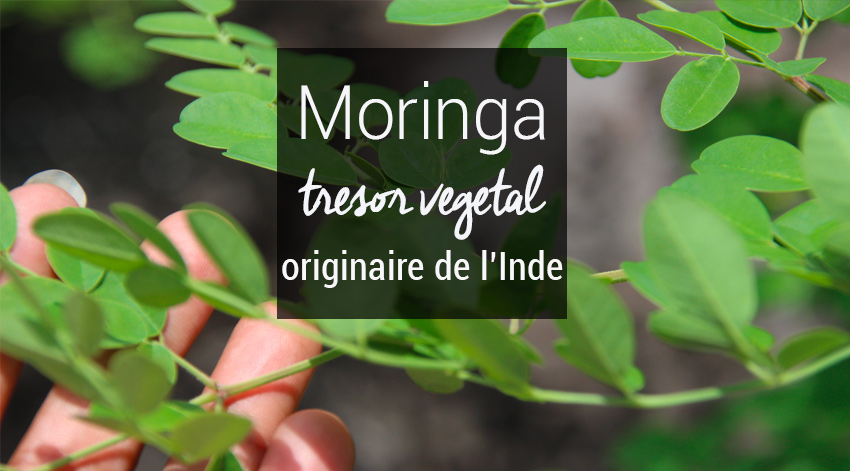 Moringa arbre de l'inde