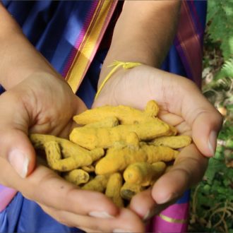 Curcuma en ayruvéda